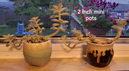 Pair of Succulents in 2-Inch Ceramic Mini Pots