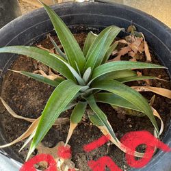 Diferent Size 4inch To 5 Feet