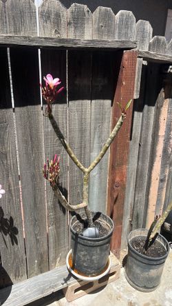 Plumaria