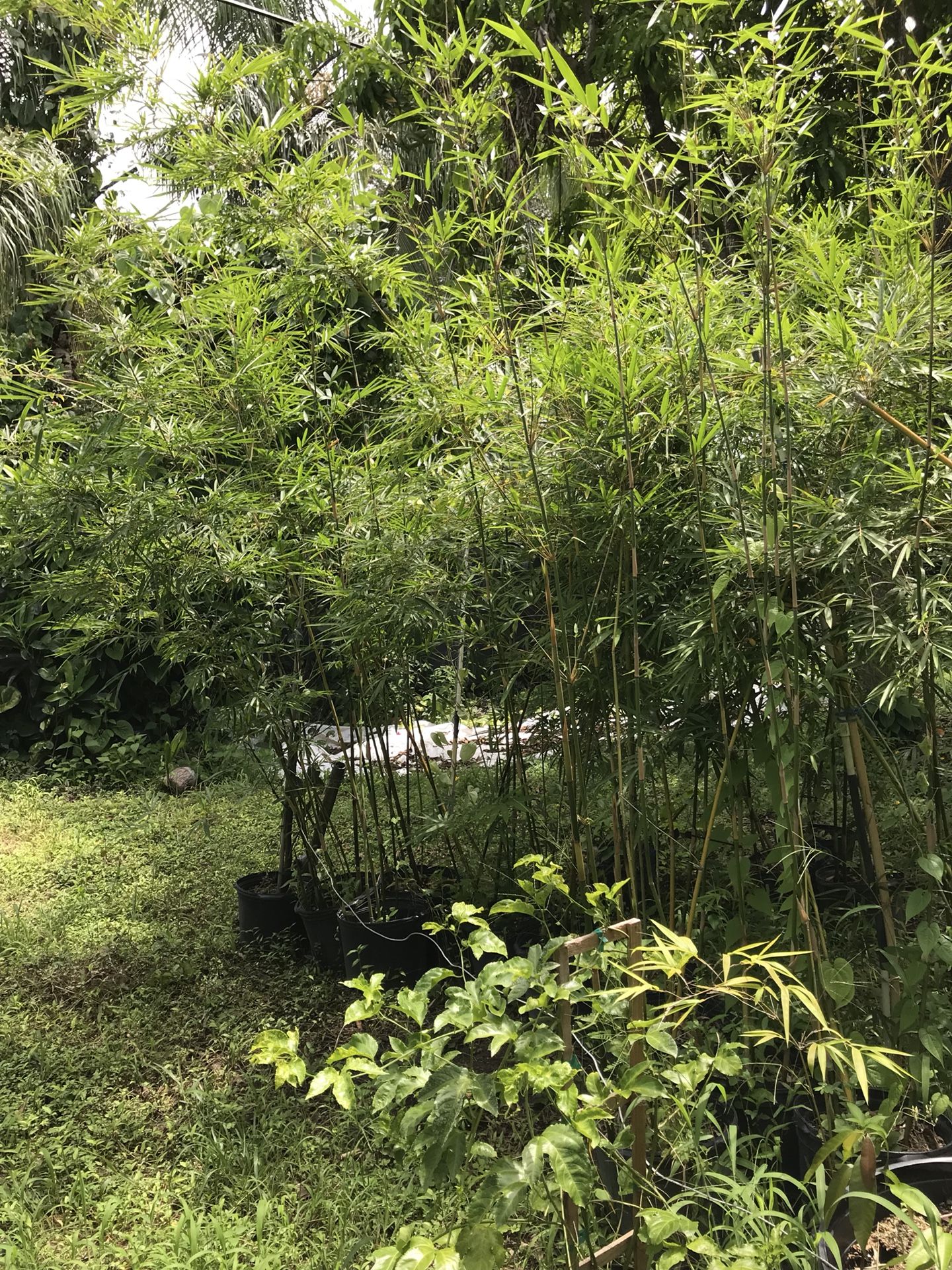 Bamboo hedging plant gracilis textiles