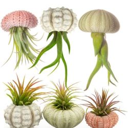 Sea Urchin Air Plant Holders

