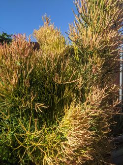 Firestick - succulents - Drought Tolerant - pencil cactus - sticks on fire - Fire stick Bush 