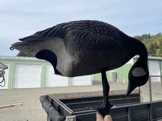 Geese decoys