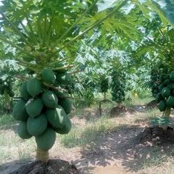 Red Dwarf Lady Papaya  Plant 🪴  3gal  Arboles  De Papaya  Enana  3gal