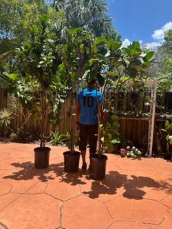 The fiddle-leaf fig