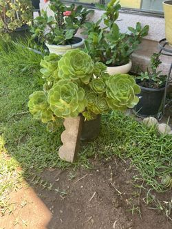 Planta Verde