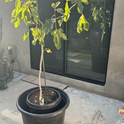 Large Fig Tree In plastic pot