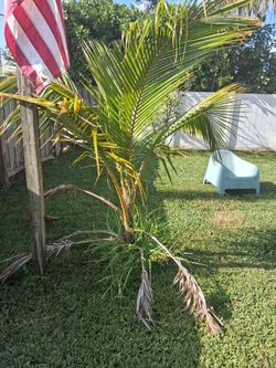 FREE coconut palm tree