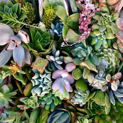 15 Different Succulent Cuttings $10