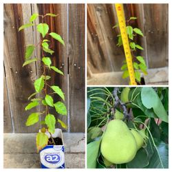 Snow Pear Fruit Tree