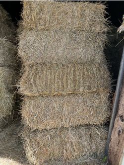 Timothy Hay For Sale Feed Quality Small 50lb Bales