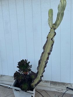 Succulents and cactus 2 available 10 each