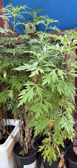 Mugwort plant