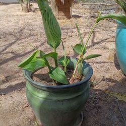 A bird of paradise in a nice green ceramic pot.