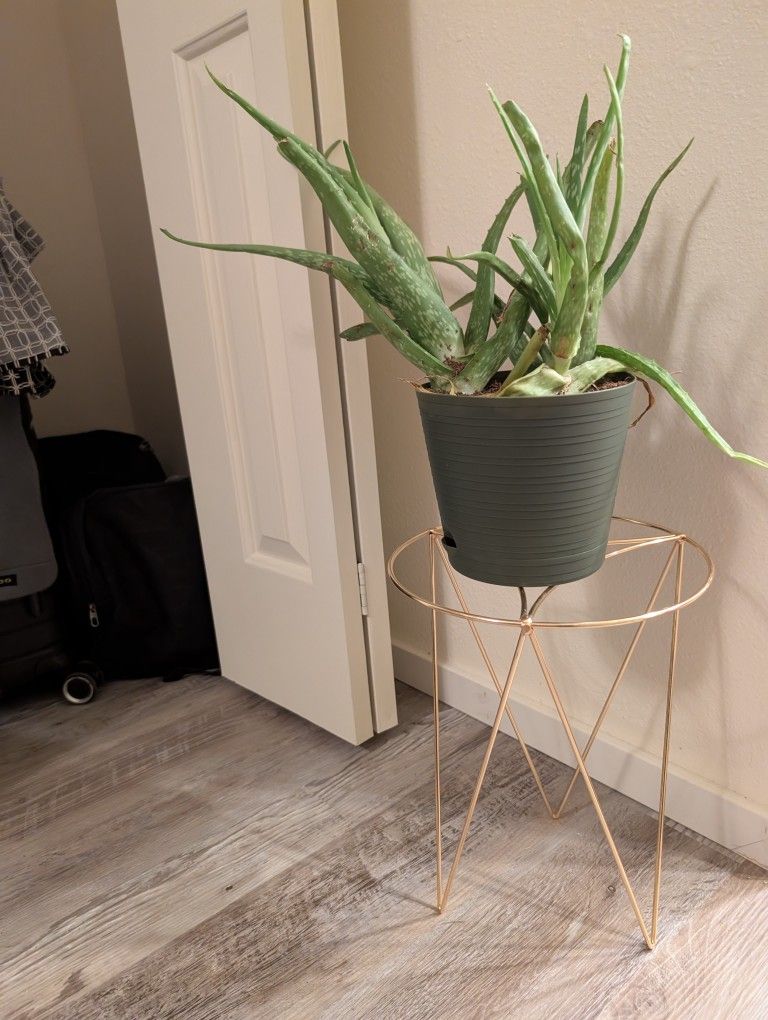 Gold Plant Holder