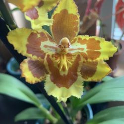 Oncidium Orchid