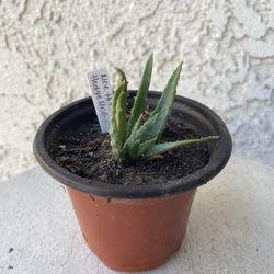 3 Inch Pot of Succulent Plant - Hedgehog Aloe - Aloe Humilis - Established & Rooted - Drought Resistant - 🪴 