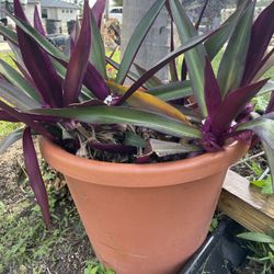Oyster Plants In Big Terracotta Pot 