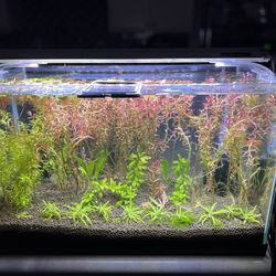 Fully Planted Aquarium Set Up