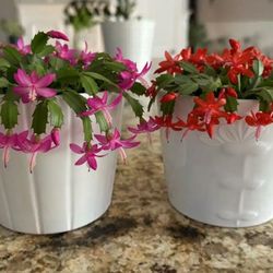 Plant Pot $5 Each 2 Available 