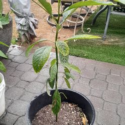 avocado plant  