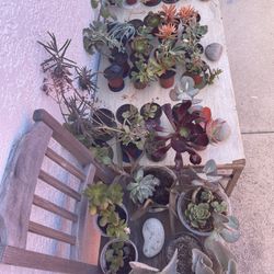 ‼️🌵🪻Moving-out PLANTS SALE! Everything Must Go‼️🌱🪴