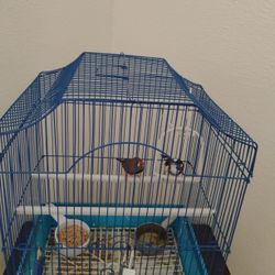 Loving Birds