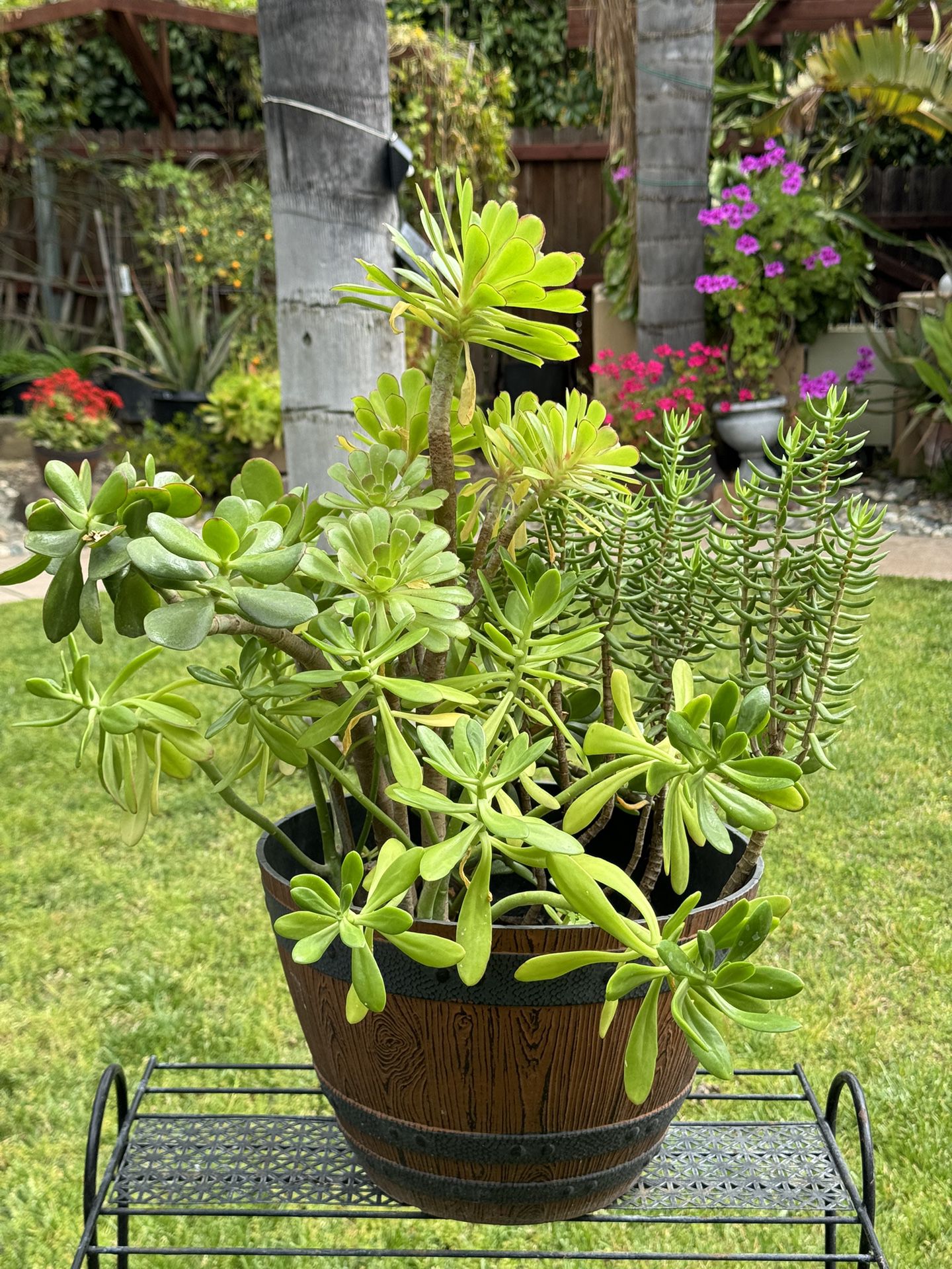 Beautiful Various Succulents/Cactus In Decorated Pot
