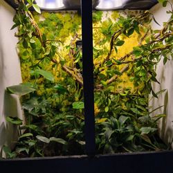Reptile Enclosure 