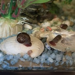 Aquarium Snails 