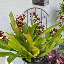 Blooming Dancing Lady Orchid for sale in a 5-inch pot. 
