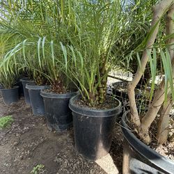 Pygmy palm