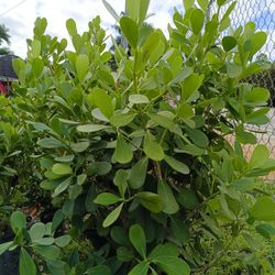 Clusia Privacy Hedge Plants 15gl 5ft $40🌿💚