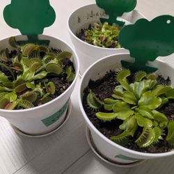 Venus Fly Traps - 3 Pots