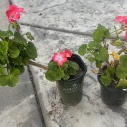 2/$8 Flower Small Containers 