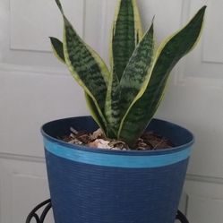 Sansevieria Laurenti