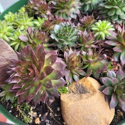 Succulent Plants In Planter 