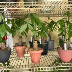 Money Tree Plants 