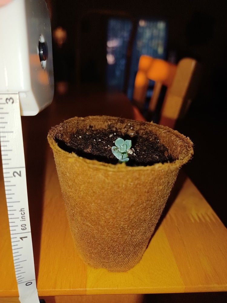 Baby Succulents In Starter Pots