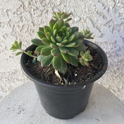 6 Inch Pot Succulent Plant - Echeveria Marcus Rare - Rooted & Established - Drought Resistant - 🪴 