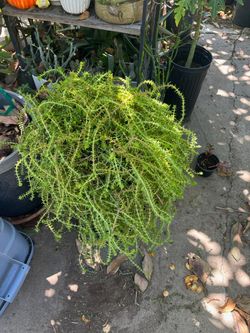 Suculenta