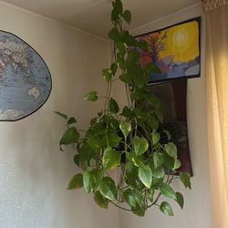 Hanging house plant