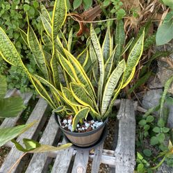 Snake Plant