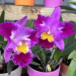 Cattleya Orchid 