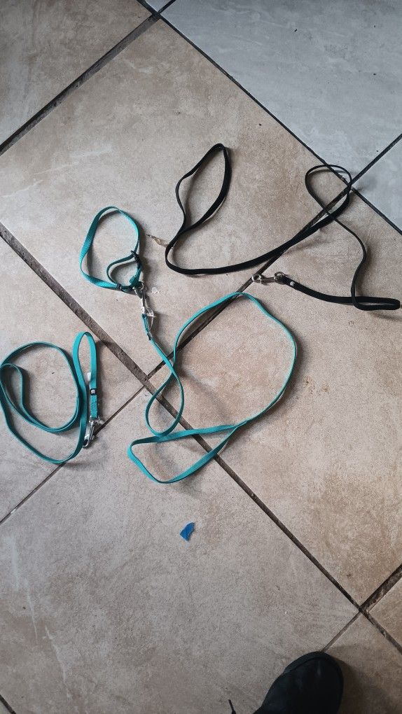 Pet Leashes