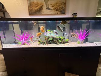 125gal Marineland tank & stand