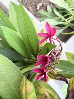 PLUMERIA
