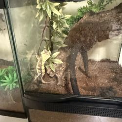 Gecko Tank(read Description)
