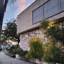 Free Firesticks Plants Cuttings About 5 Feet Tall  , You Remove