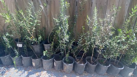Olive trees 2 ft tall $20 each